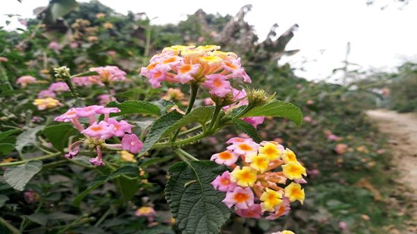 পথের ধারে ফুটন্ত পুটুস