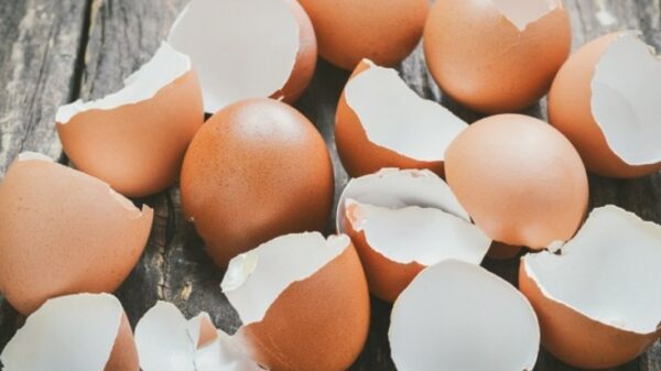 ডিমের খোসা কাজে লাগানোর কিছু উপায় জেনে নিন